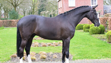 Hunters, eq horses, young talents, and experienced jumpers in April collection of Dutch Horse Trading
