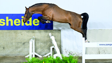 Dourking Hero Z new at Schockemöhle stallion station