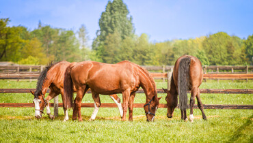 Dr. Emmanuelle Van Erck Westergren: “It's completely counterproductive to systematically deworm horses”