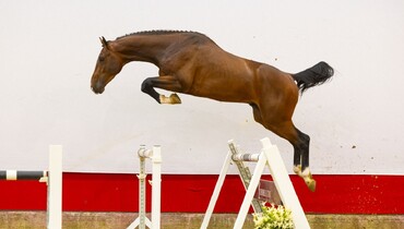 Youhorse.auction closing today and tomorrow