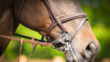 FEI’s 2024 Rules Revision process: FEI rejects all but one stakeholder proposals to the Jumping Rules