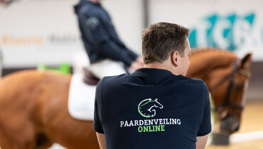 The jumping champions of tomorrow: Paardenveilingonline auctions promising 3 to 6-year-olds!