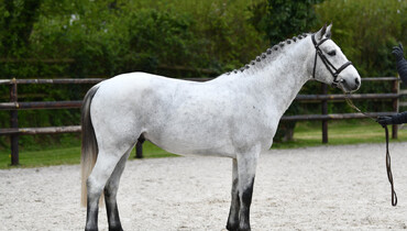 Menil Jean Auction on Equinia.com