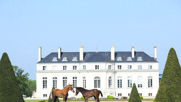 Haras de Hus, total sale of the herd on June 11!