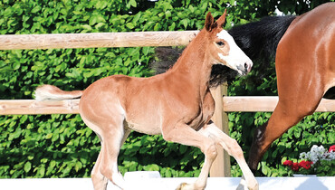 Oldenburg Foal Auction: Unmatched internationality!