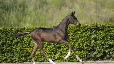 Prinsjesdag launches exclusive foal auction at CSI Houten