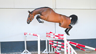Competitive horses and talented prospects in June collection of Dutch Horse Trading
