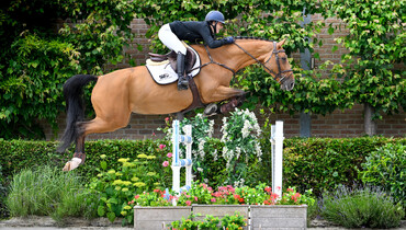 SLF Horse Auction expands to four collections of superb quality horses & foals!