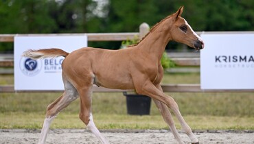 Olympic hopes gathered in first Belgian Elite Auction of the year!