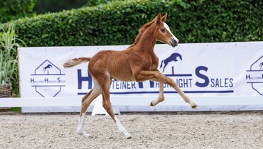 High-end Holsteiner genes and quality: 4th Foal Auction at the Hörup Springflut Festival
