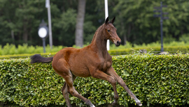 21 super talented foals will be auctioned in the De Wolden Summer Sale