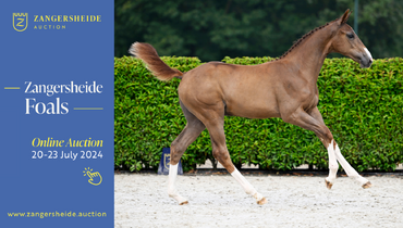 Bidding has started! Zangersheide presents a captivating collection with Olympic flair! Online Foal Auction 20 - 23 July