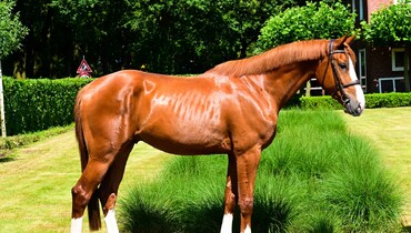 Many experienced competition horses in July collection of Dutch Horse Trading