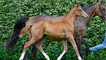 Belgian Foal Auction Olympic-edition! What makes us different?