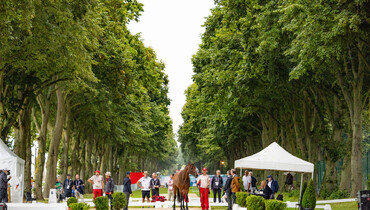 93 of 95 horses accepted at first veterinary inspection at the Olympic Games 2024