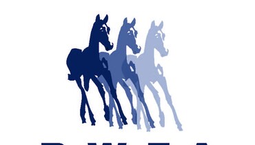 Advertisement; QUALITY IS THE MAGIC WORD - Belgian Warmblood Foal Auction final selection