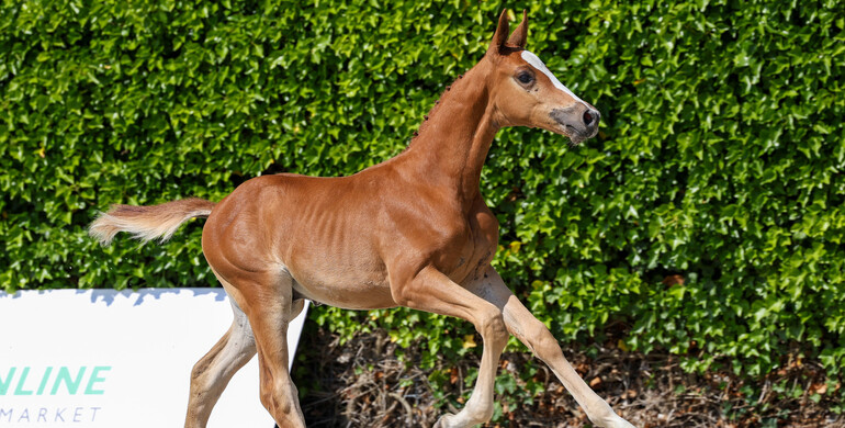 VDL Online Breeders Market brings breeders and buyers together