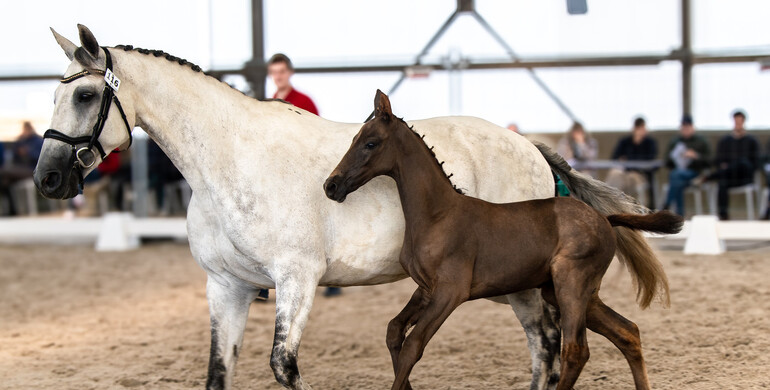 Discover the finest Belgian foals at the Golden River Auction, hosted on Equinia.com from August 17-19