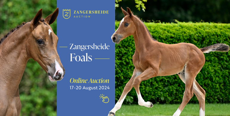 All eyes on Zangersheide Online Foal Auction – The bidding on rare and exclusive foals is closing tonight!