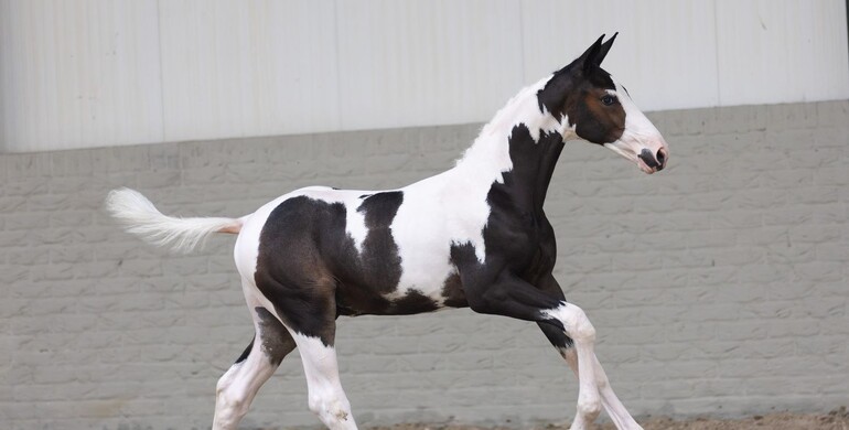 Unique opportunities: Online foal auction featuring future show jumping champions