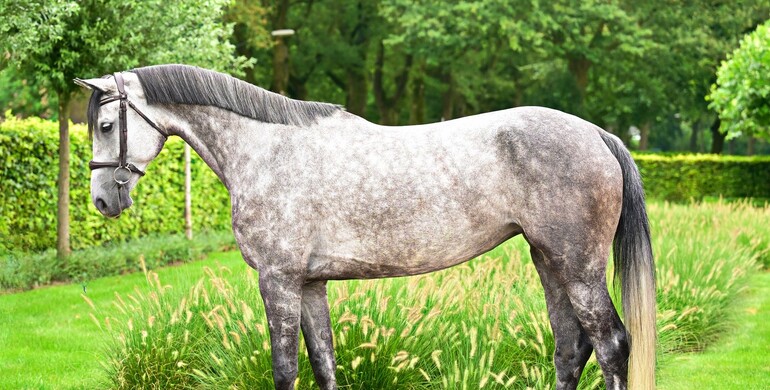 Dutch Horse Trading announces highly anticipated August auction
