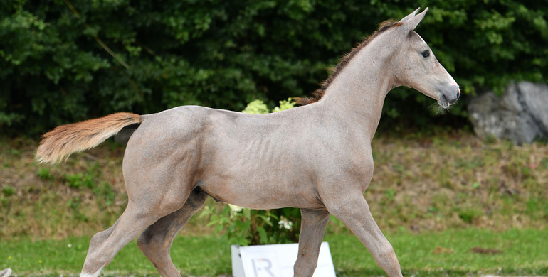 Top quality alert: Haras des Rosiers - Elite Foal Auction!