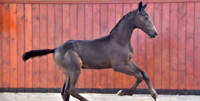 Elvo's Foal Festival 2024: An excellent collection for this second edition!
