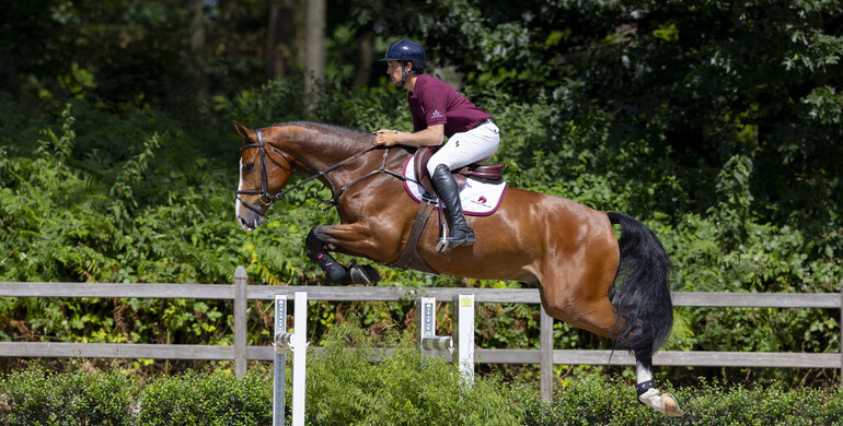 Dutch Sport Horse Sales celebrates its 20th auction anniversary with a festive collection