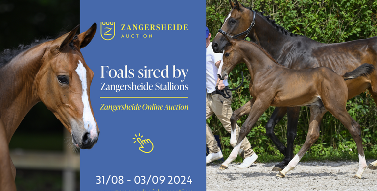 The Grand Finale of the Zangersheide Online Foal Auction season!