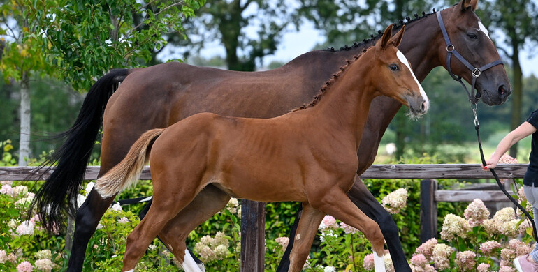Jumper foals with top pedigrees and talented youngsters in SLF Auction