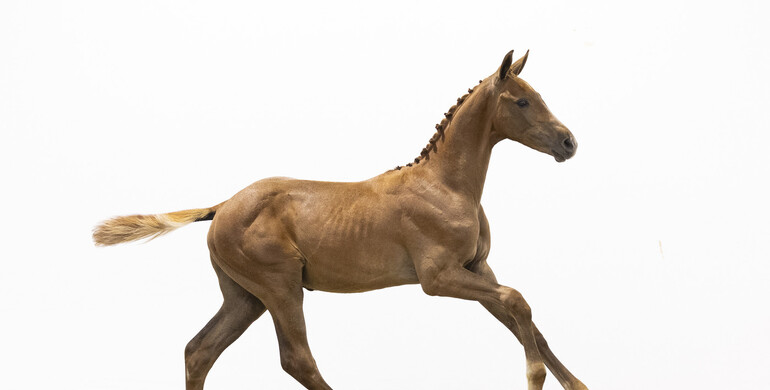 From Versailles to Spruce Meadows, world class foals at Foal Auction Prinsjesdag