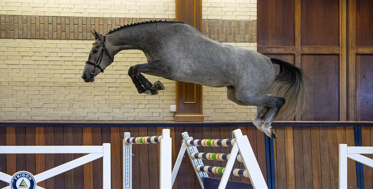 Trigon Auctions: Prospects selected by professionals
