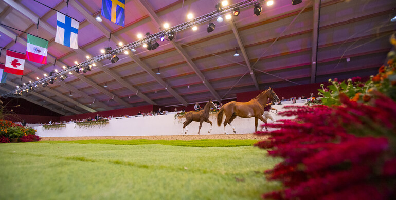 Limburg Foal Auction raises the stakes with excellent collections