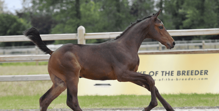 Ermitage Kalone, brother of Nikka vd Bisschop and future GP-horses! Eye Of The Breeder closes off auction season with star-studded collection!