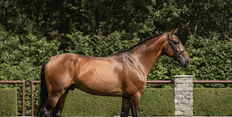 Explore the next generation of show jumping stars at the 2024 Tops International Auction