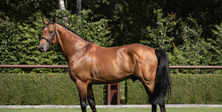 Performance spotlight: Tops International Auction
