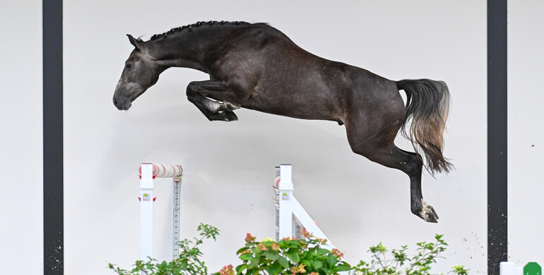 Belgian Youngsters Auction: On Saturday live with freejumping
