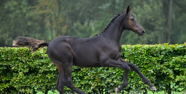 ET Auction – Foal and young horse edition