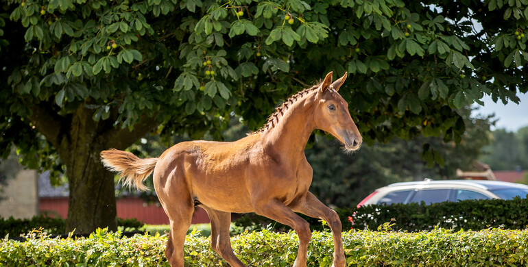 World-class showjumping foals up for grabs at the SWB Elite Foal Auction