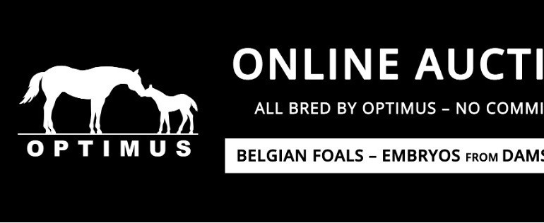 Full sister of CSI5* Grand Prix winner at the annual Optimus Auction