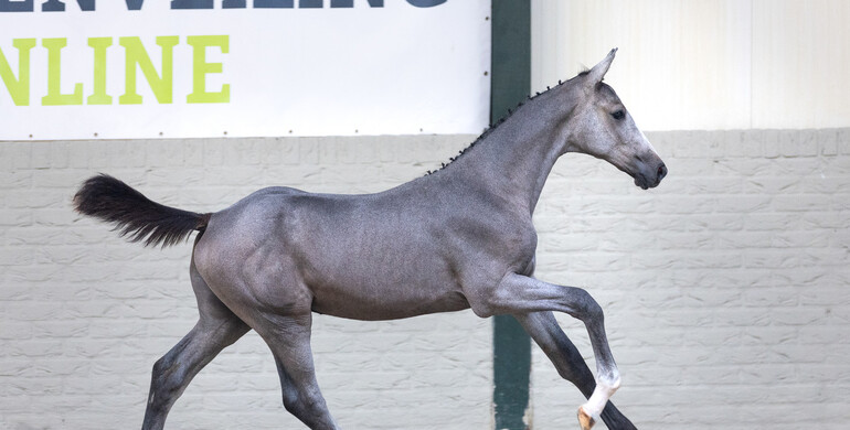 Power, technique, and speed: Unique bloodlines in Paardenveilingonline's latest foal collection