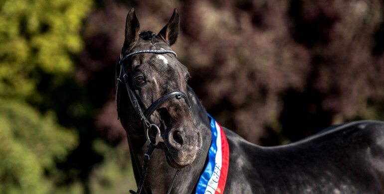 Farewell to Contendro I