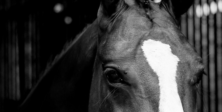 Wellington International: Supporting our equestrian community in times of need