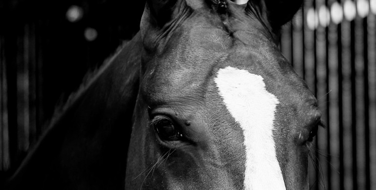 FEI asks equestrian community to remain vigilant after EHV-1 outbreak in France