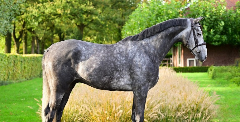 Large and varied collection of sport horses for sale in November auction of Dutch Horse Trading