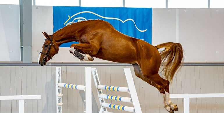Swedish Select Horse Sales: Discover future showjumping stars at the 20th Edition Online Auction!