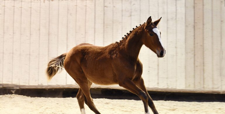 Top Genetic Reverdy Auction on Equinia.com: 1 & 2 December!