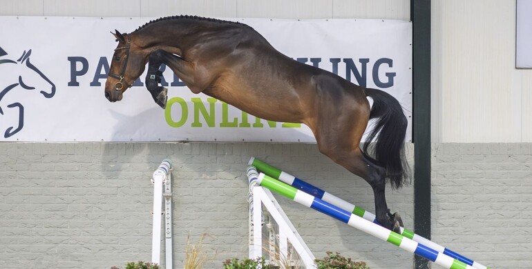 Discover the next generation of show jumpers: The final auction of Paardenveilingonline