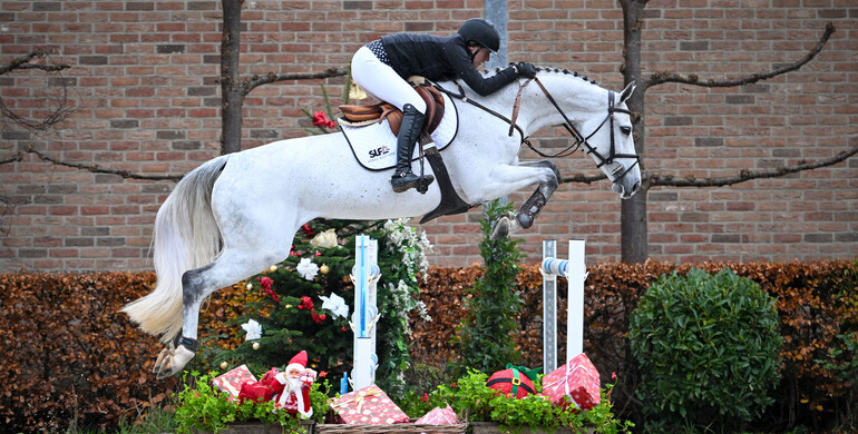 Deck the Stalls: Exceptional horses and embryos await at SLF Horse Auctions this December