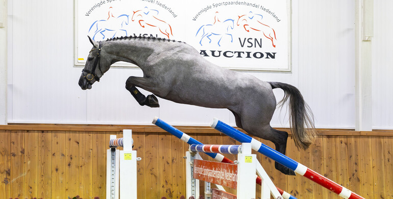 VSN Horses Auction: Young jumpers selected by professionals!